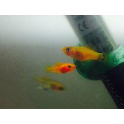 Tropical orange sword tail fish 30+ available