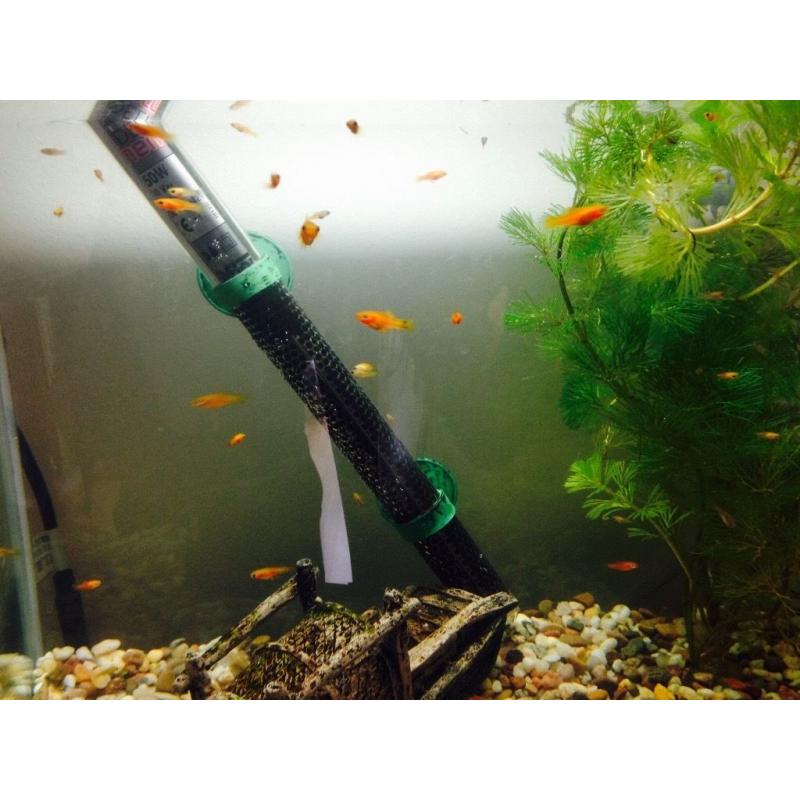 Tropical orange sword tail fish 30+ available
