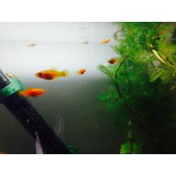 Tropical orange sword tail fish 30+ available