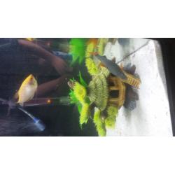 Georgous fish tank