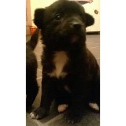 POMCHI PUPPIES READY NOW