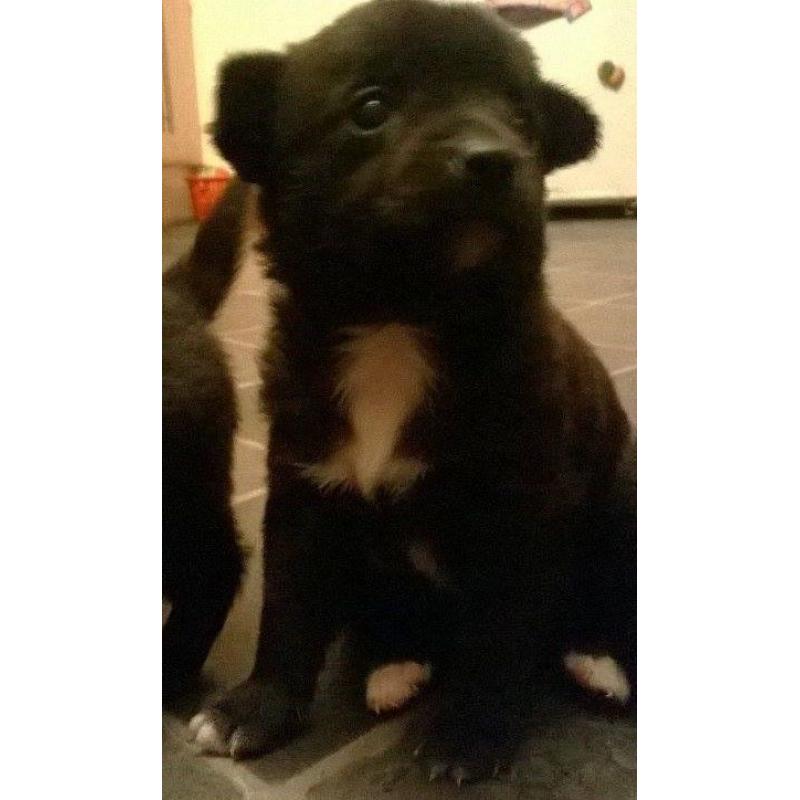 POMCHI PUPPIES READY NOW