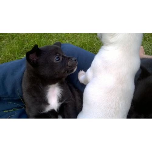 POMCHI PUPPIES READY NOW