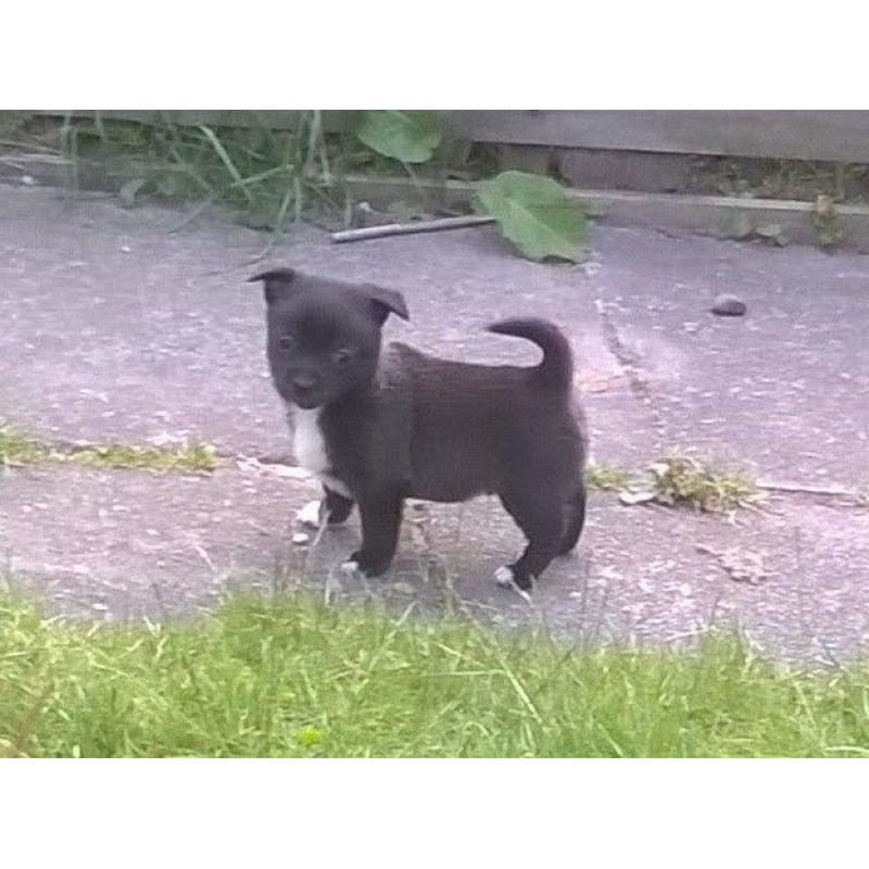 POMCHI PUPPIES READY NOW