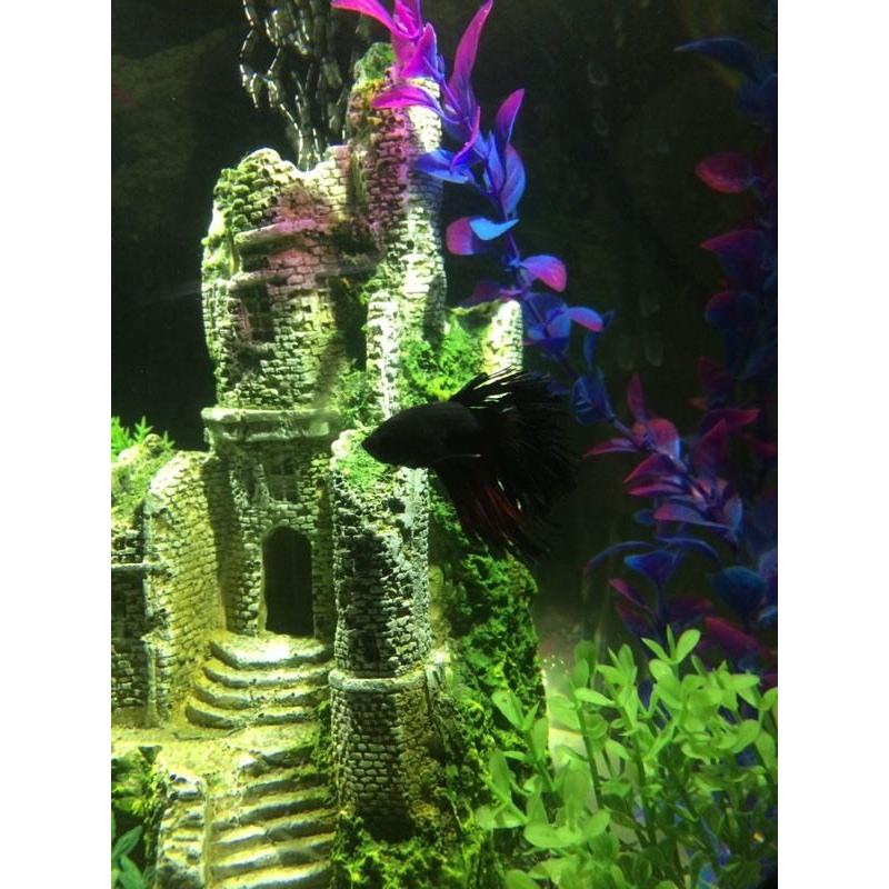 Biorb Halo 30litre + fish + everything