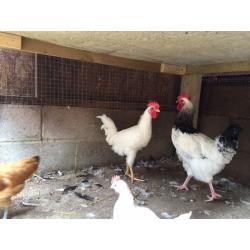 CHICKEN ROOSTER