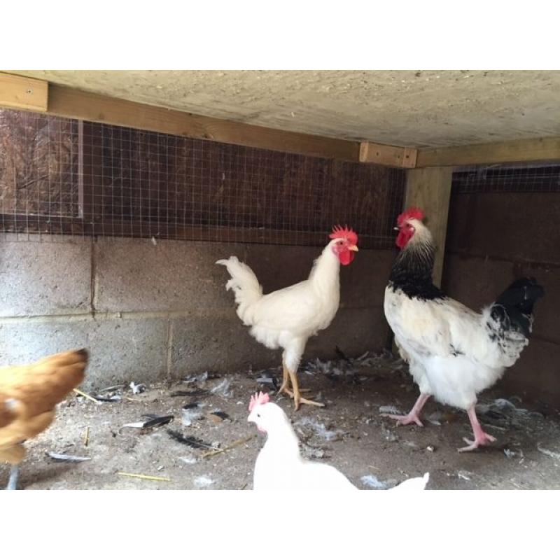 CHICKEN ROOSTER