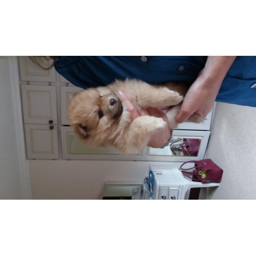 stunning mini pomeranian