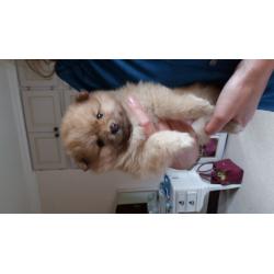 stunning mini pomeranian