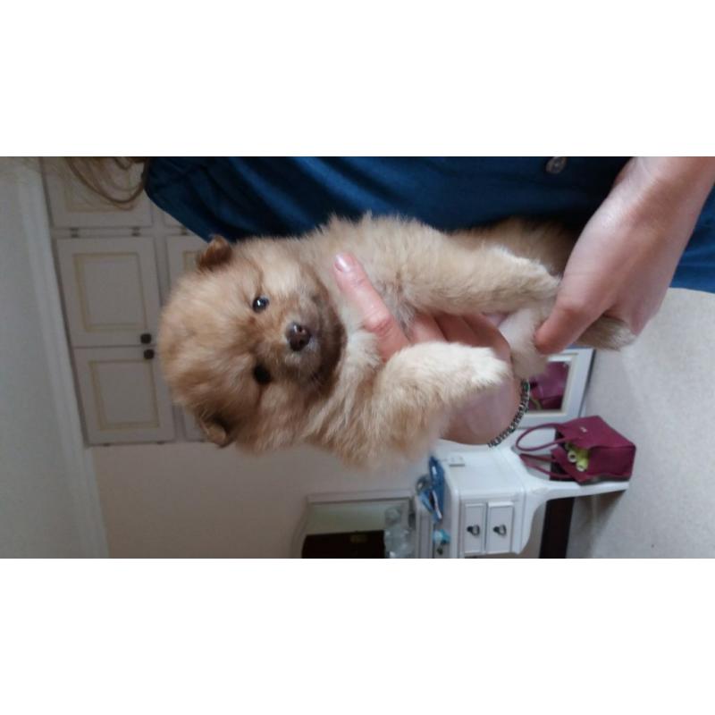 stunning mini pomeranian
