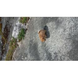 stunning mini pomeranian