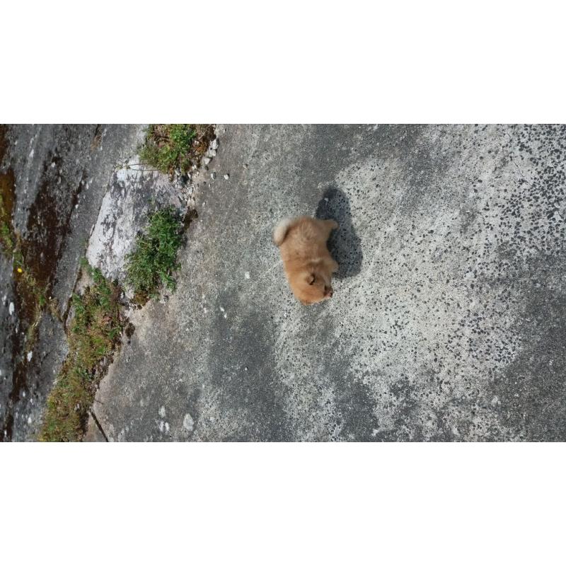stunning mini pomeranian