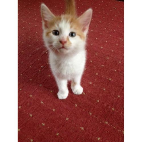Two kittens for sale