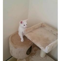 Beautiful kitten for sale