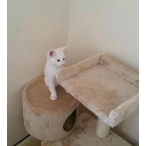 Beautiful kitten for sale