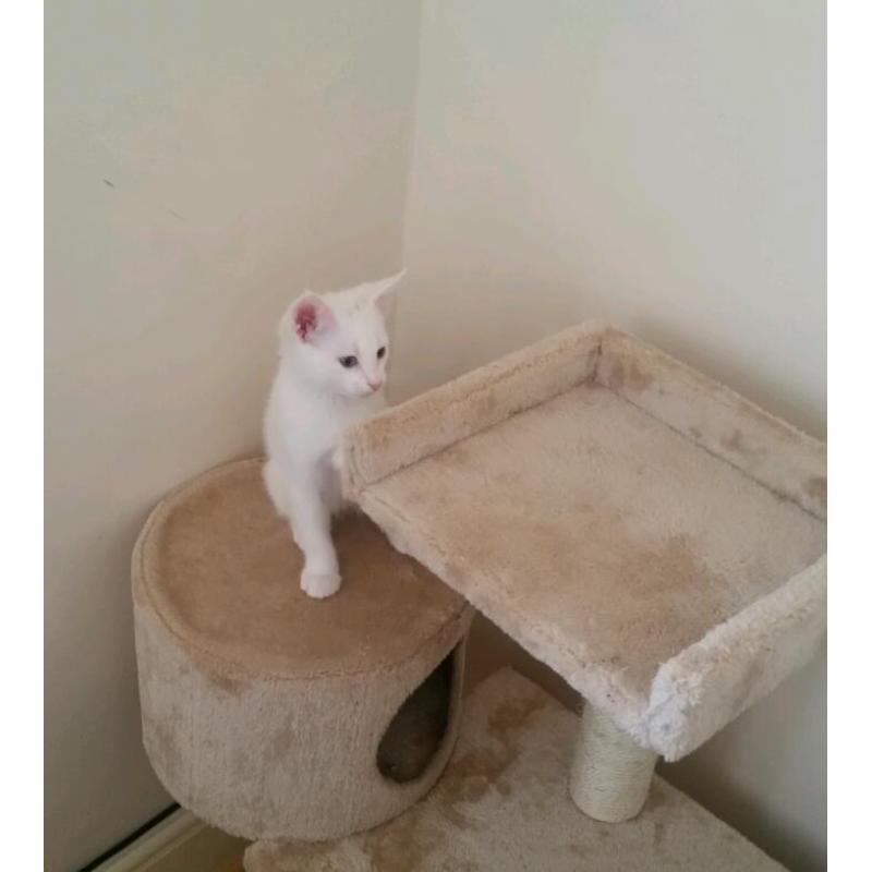 Beautiful kitten for sale
