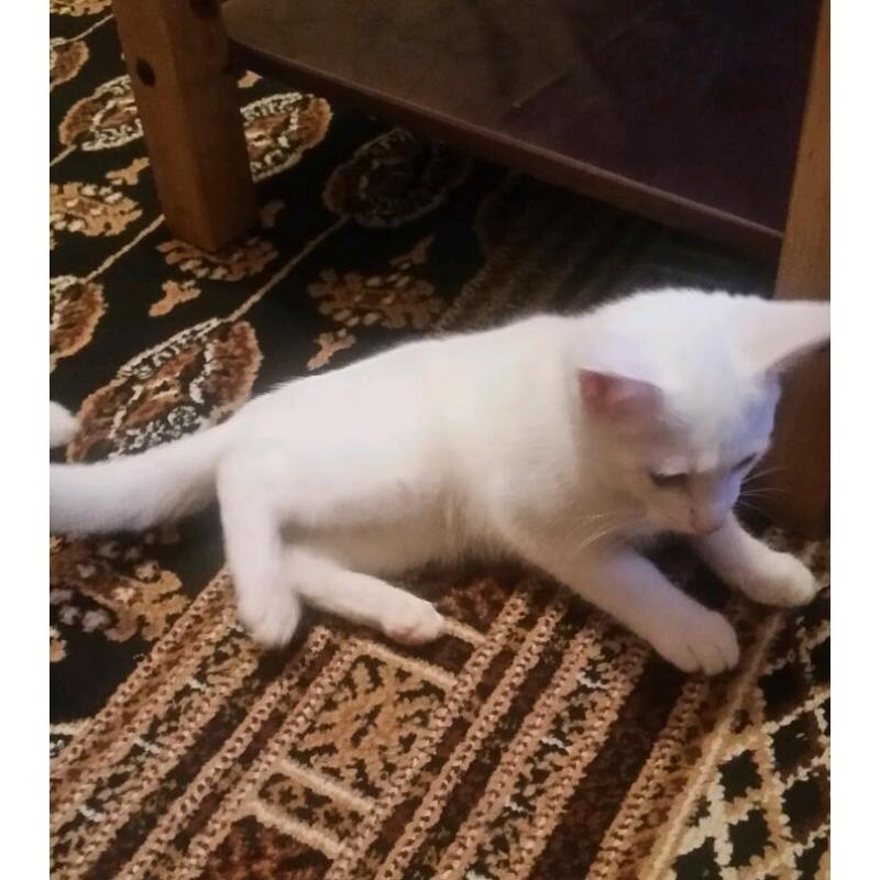Beautiful kitten for sale