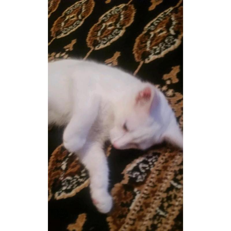 Beautiful kitten for sale