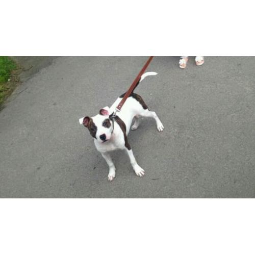 7 month old staffy
