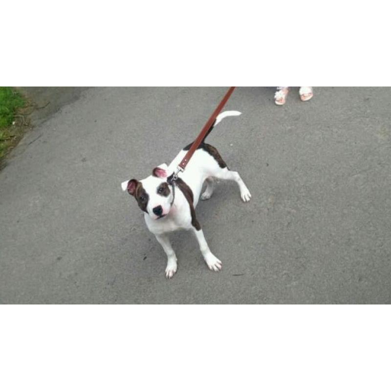 7 month old staffy