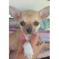 Chiuhauha puppies