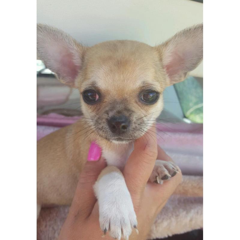 Chiuhauha puppies
