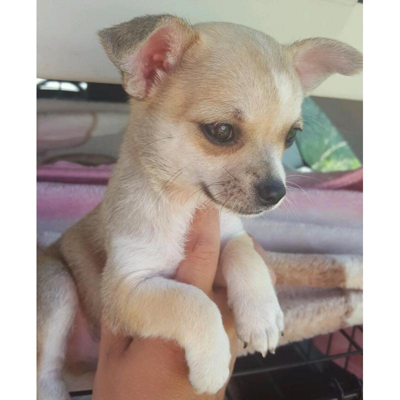 Chiuhauha puppies