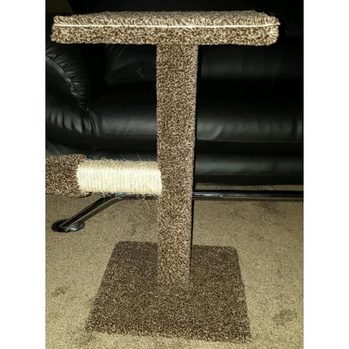 Cat scratch