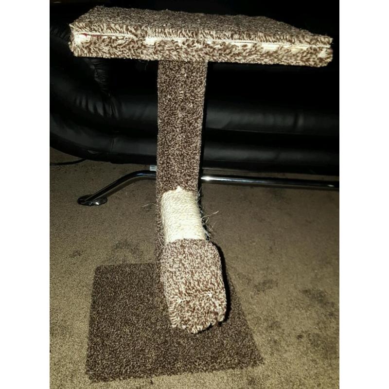Cat scratch