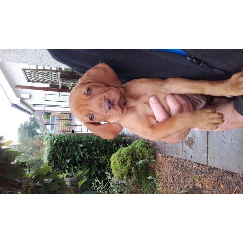 Hungarian Vizsla pup for sale