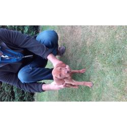 Hungarian Vizsla pup for sale