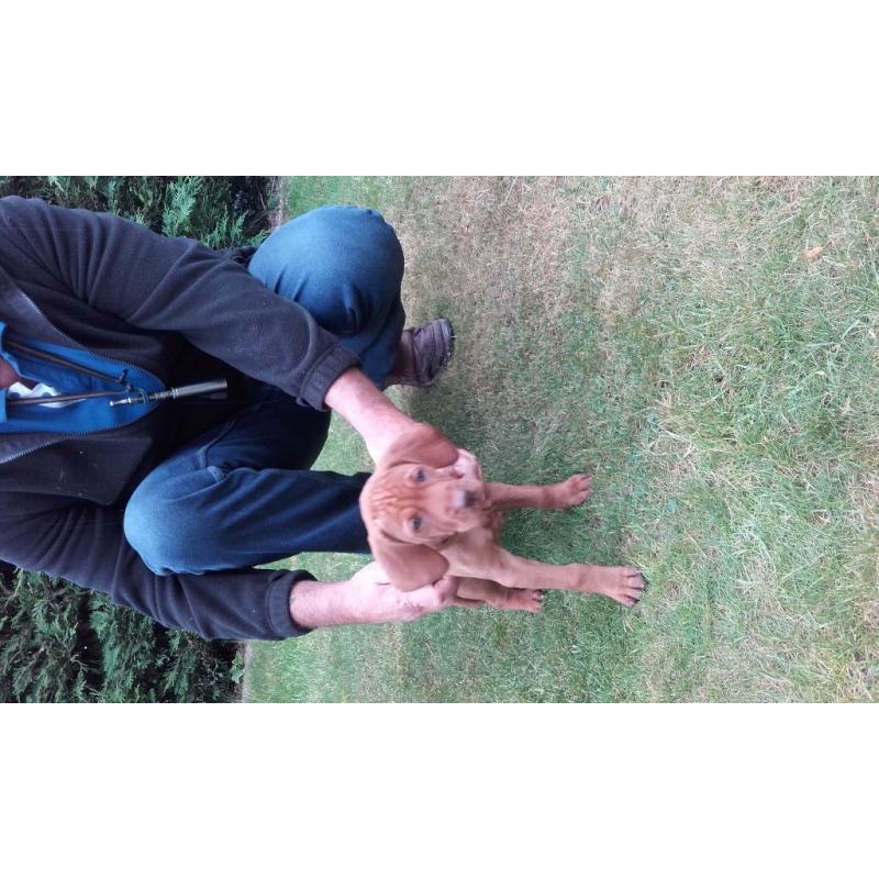 Hungarian Vizsla pup for sale