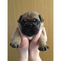 French bulldog puppies for sale