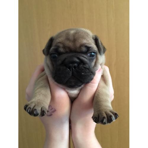 French bulldog puppies for sale