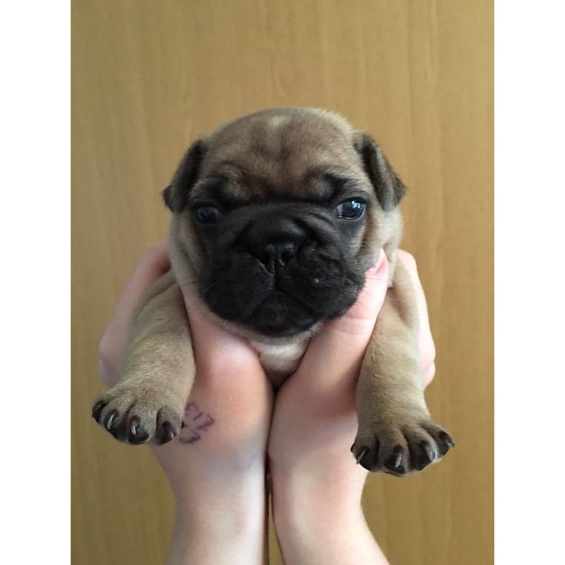 French bulldog puppies for sale