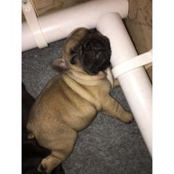 French bulldog puppies for sale