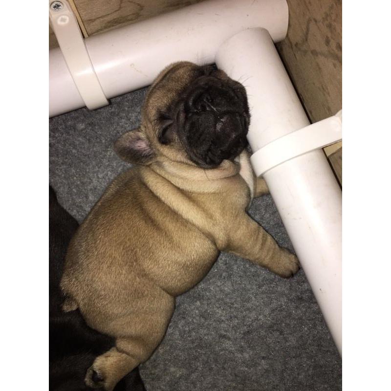 French bulldog puppies for sale