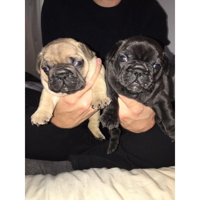 French bulldog puppies for sale