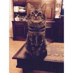 Missing Tabby cat