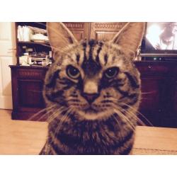 Missing Tabby cat