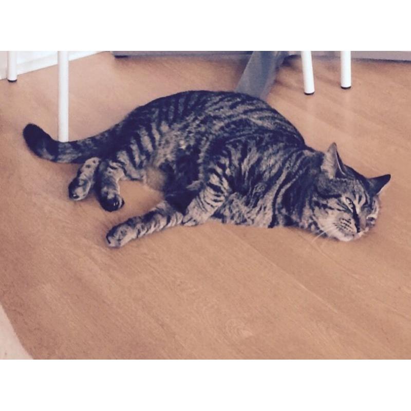 Missing Tabby cat