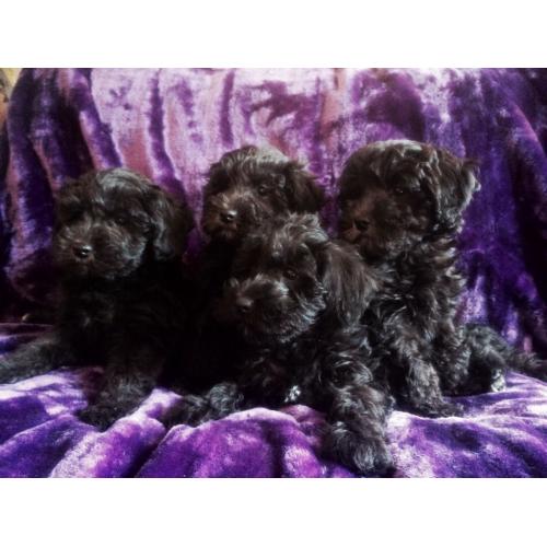 Schnoodle puppies