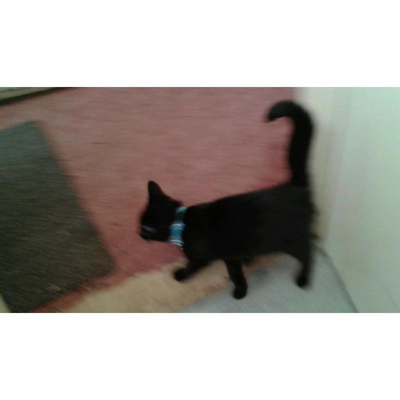 Female black kitten just over 3 months,
