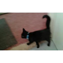 Female black kitten just over 3 months,