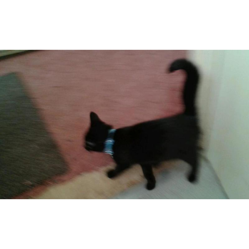 Female black kitten just over 3 months,
