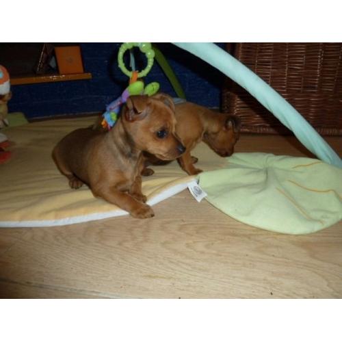 Coloured Jack Russel Puppies For Sale