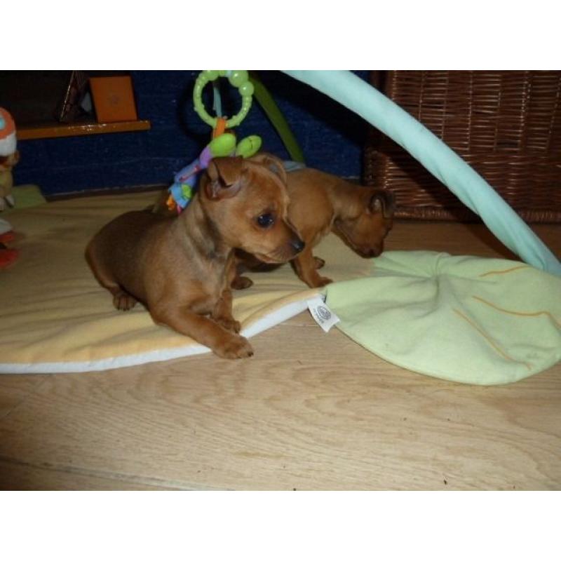 Coloured Jack Russel Puppies For Sale