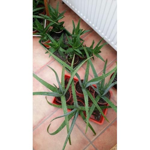 LARGE ALOE VERA PLANTS