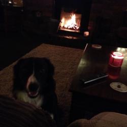 Long haired collie