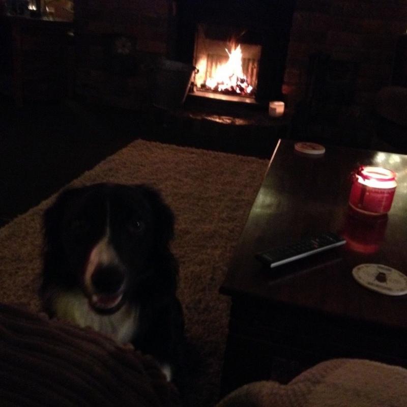 Long haired collie